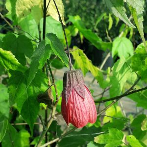 ABUTILON