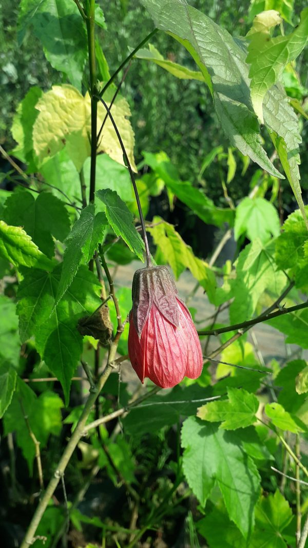 ABUTILON