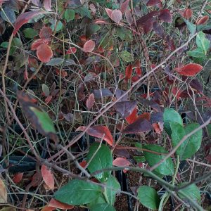 Arándano (Vaccinium corymbosum)