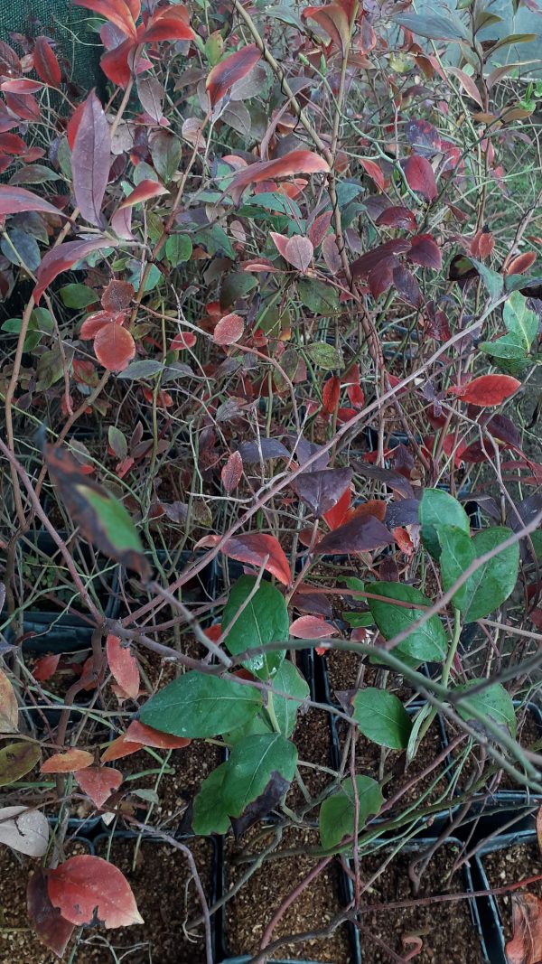 Arándano (Vaccinium corymbosum)