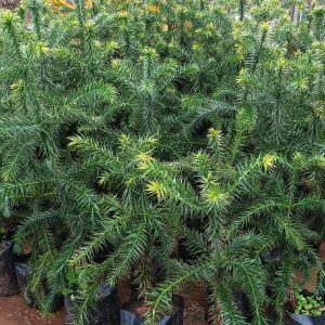 Araucaria Brasileña