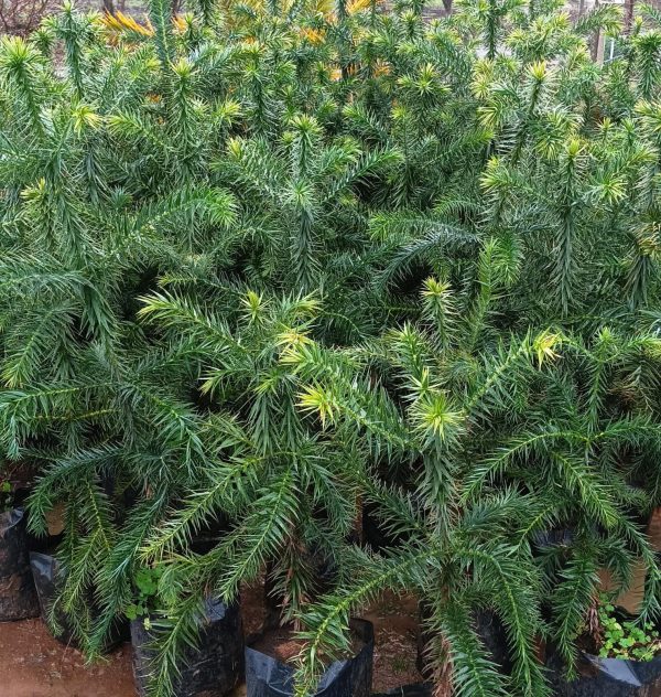 Araucaria Brasileña