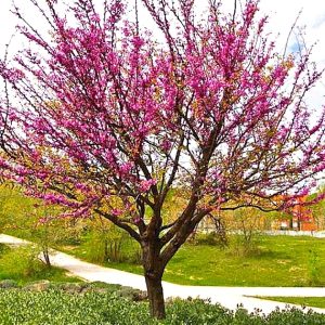 Árbol de Judea