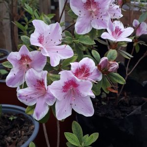 Azalea