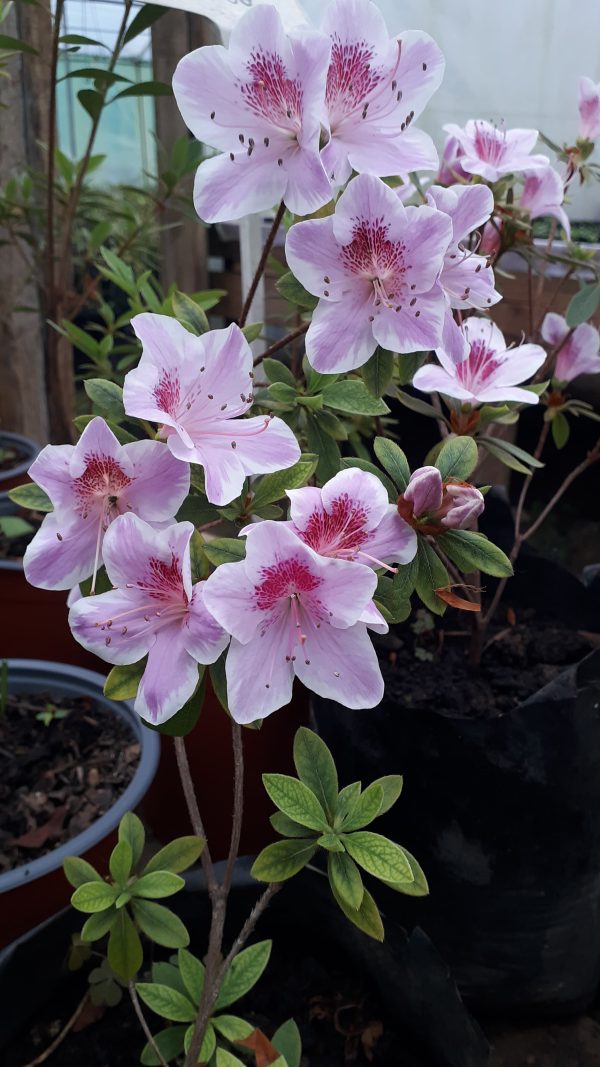 Azalea