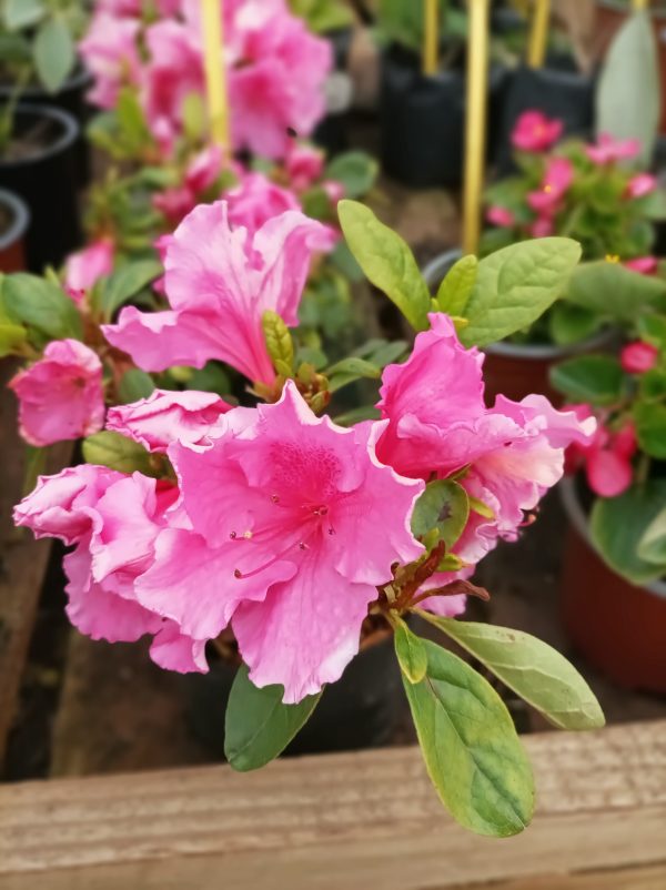 Azalea - Imagen 2