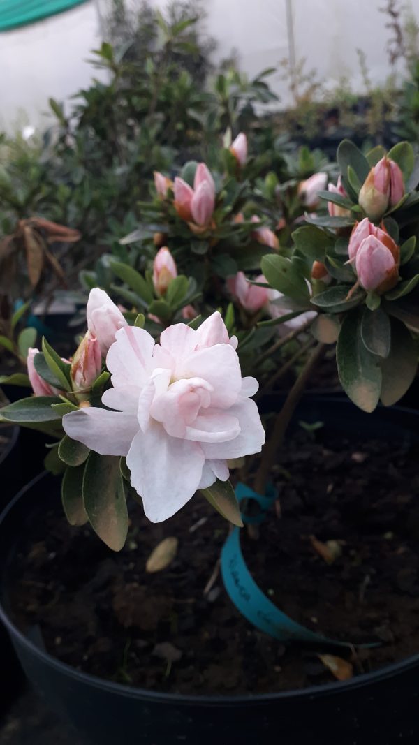 Azalea - Imagen 3