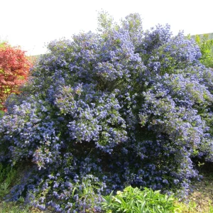 Ceanothus Lila Californiano
