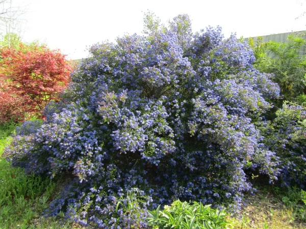 Ceanothus Lila Californiano
