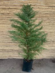 CRYPTOMERIA JAPONICA