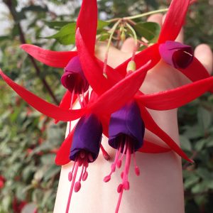 Chilco (Fuchsia magellanica)