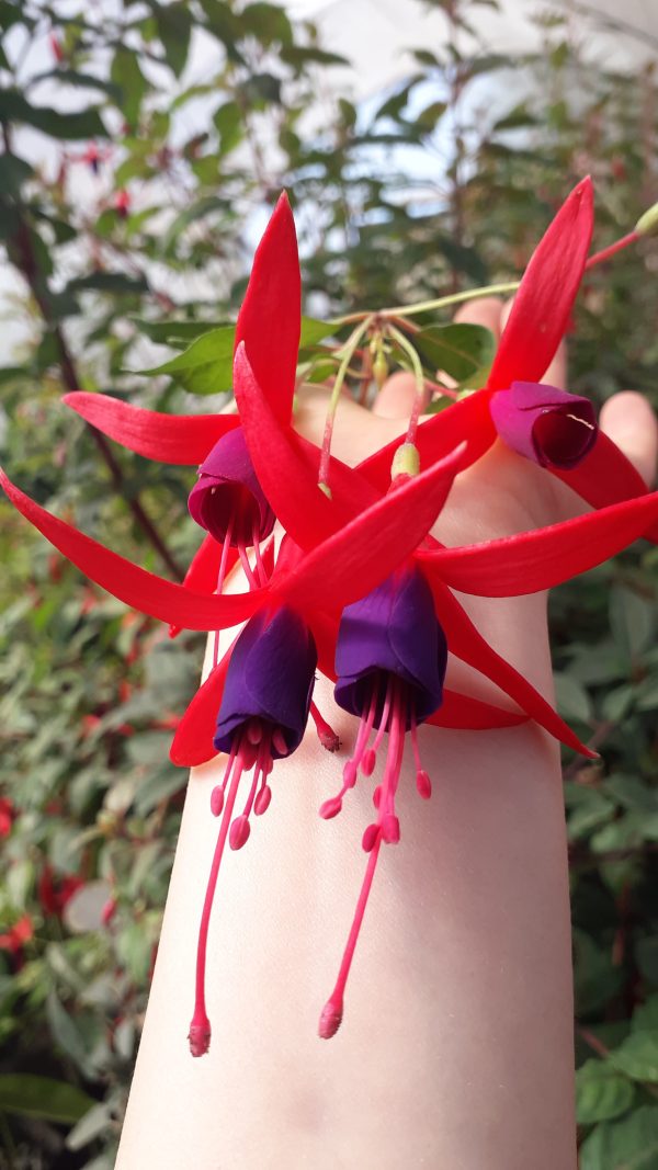 Chilco (Fuchsia magellanica)