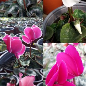 CYCLAMEN