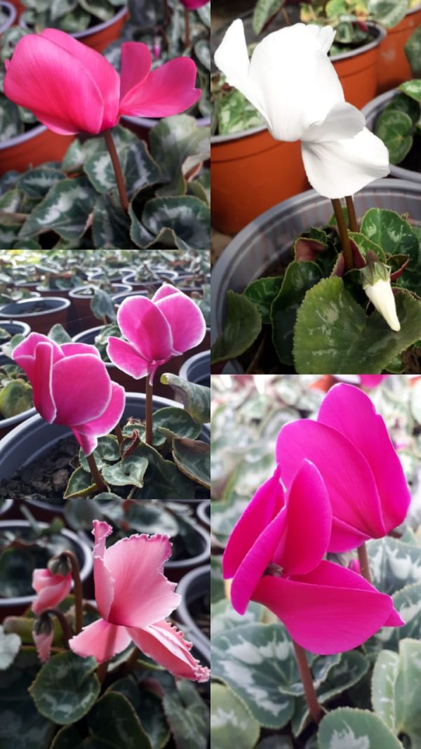 CYCLAMEN