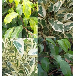 Ficcus variedades