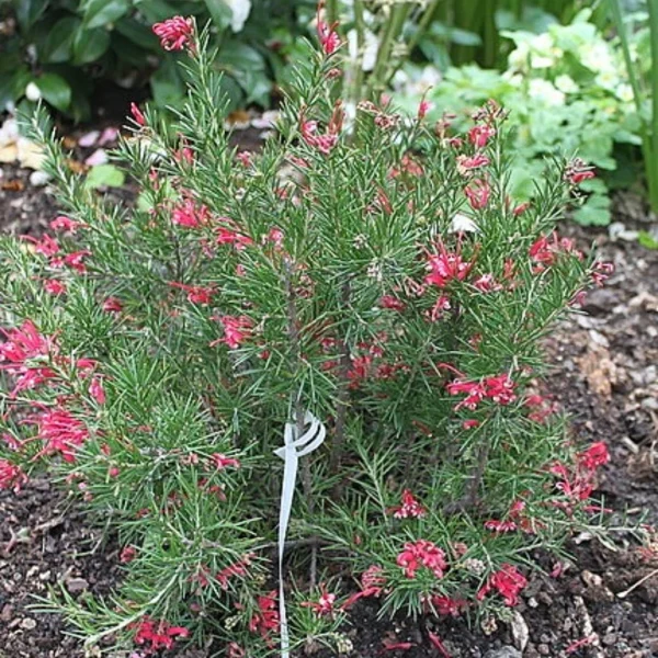 GREVILLEA JUNIPERINA - Imagen 2