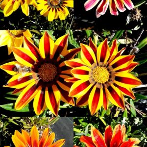 Gazania
