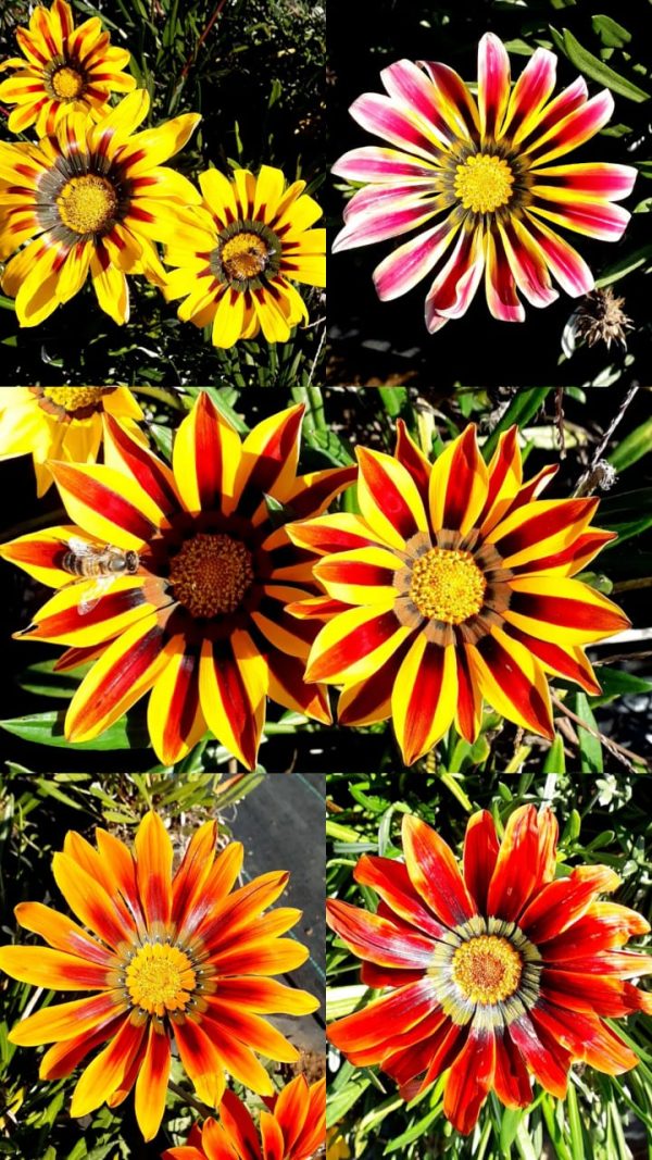 Gazania
