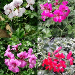 GERANIUM