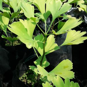 Ginkgo biloba