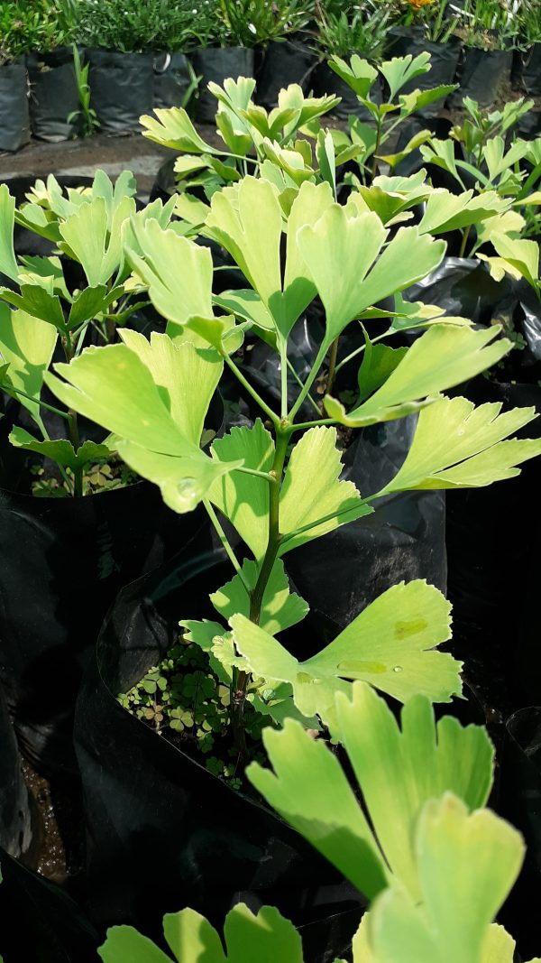 Ginkgo biloba