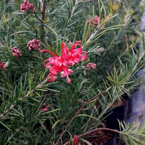 GREVILLEA JUNIPERINA