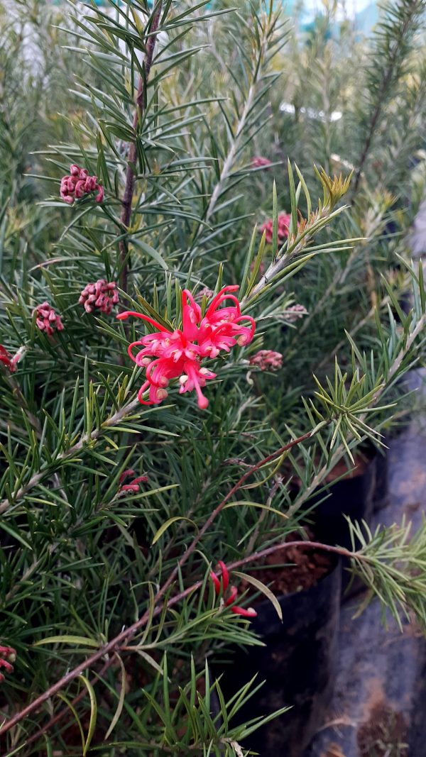 GREVILLEA JUNIPERINA