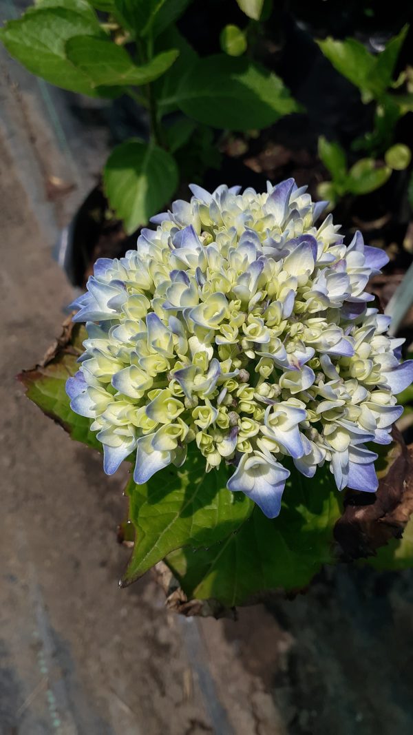 HORTENSIAS - Imagen 3