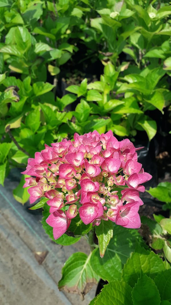 HORTENSIAS - Imagen 2