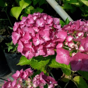 HORTENSIAS