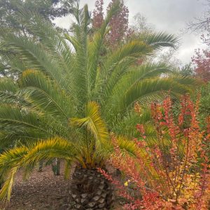 Palmera