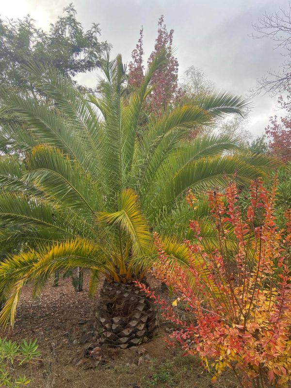 Palmera