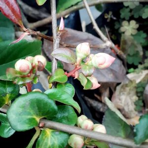 Manzano de flor