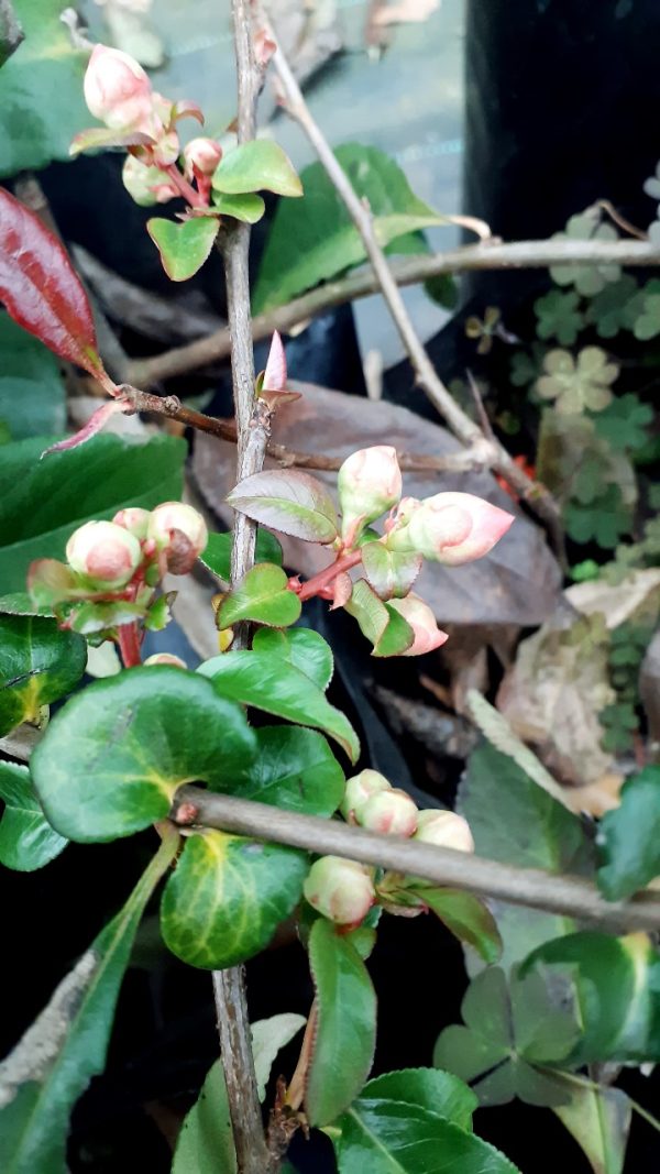 Manzano de flor