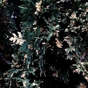 Thuja