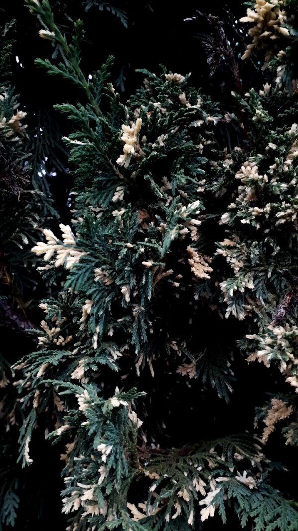 Thuja