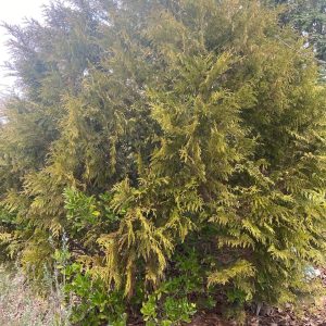 Pino Dorado (Cupressus macrocarpa ‘Goldcrest’)
