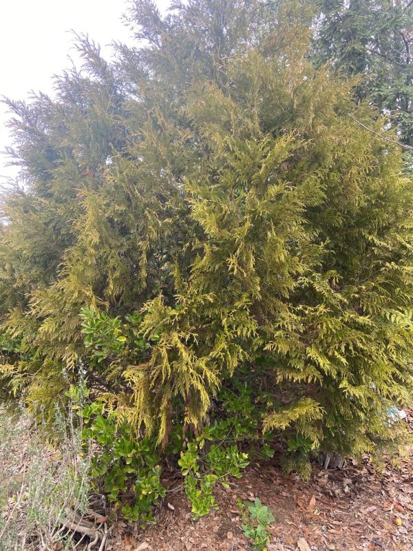 Pino Dorado (Cupressus macrocarpa ‘Goldcrest’)