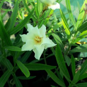 Laurel de Flor (Nerium Oleander)