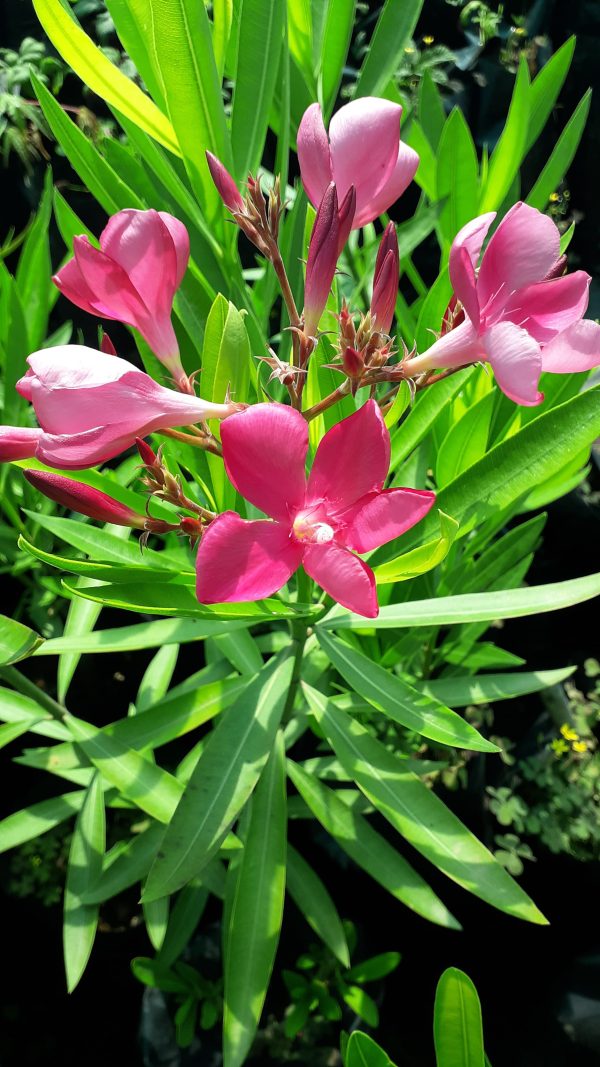 Laurel de Flor (Nerium Oleander) - Imagen 3