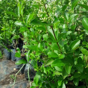 Ligustrina (Ligustrum lucidum)
