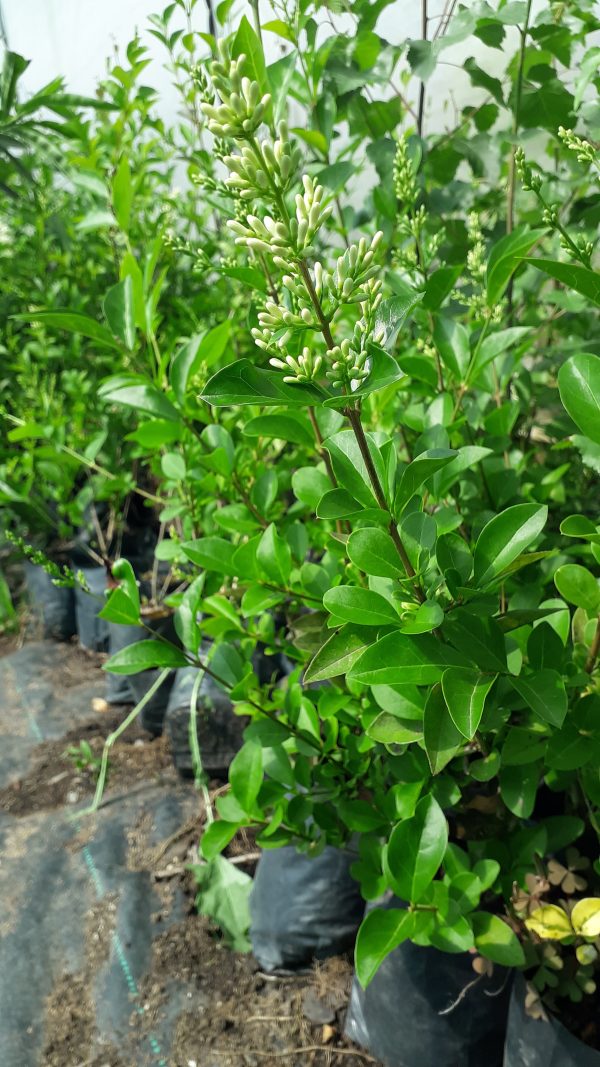 Ligustrina (Ligustrum lucidum)
