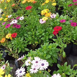OSTEOSPERMUM – Margarita del Cabo