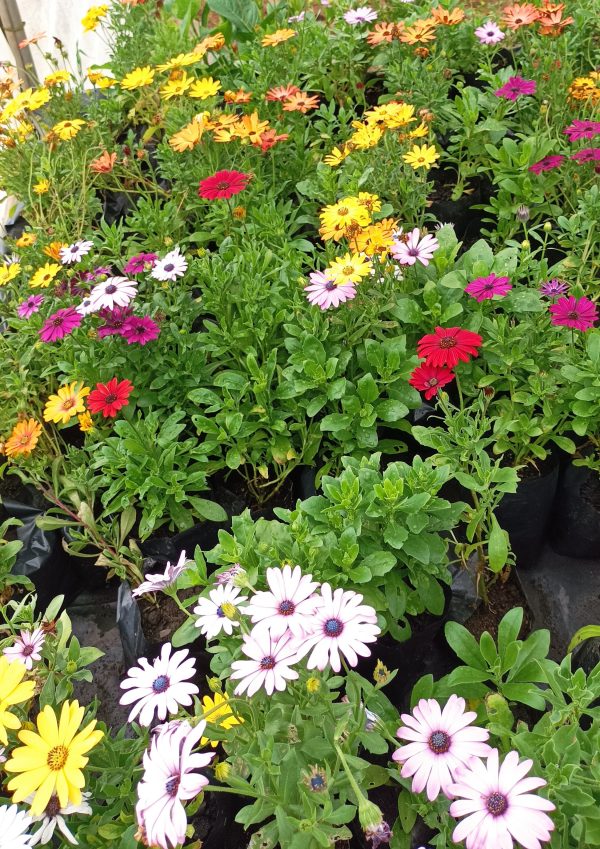 OSTEOSPERMUM – Margarita del Cabo