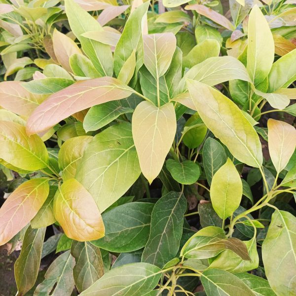 Palto Edranol