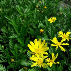 Paqueret Amarillo (Euryops pectinatus)
