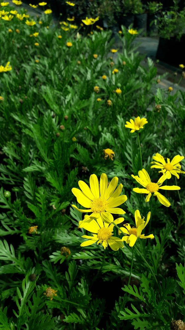 Paqueret Amarillo (Euryops pectinatus)