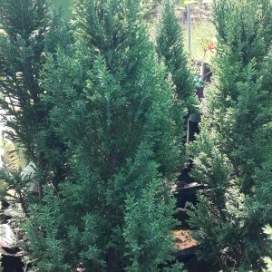 Pino Azul (Picea pungens)