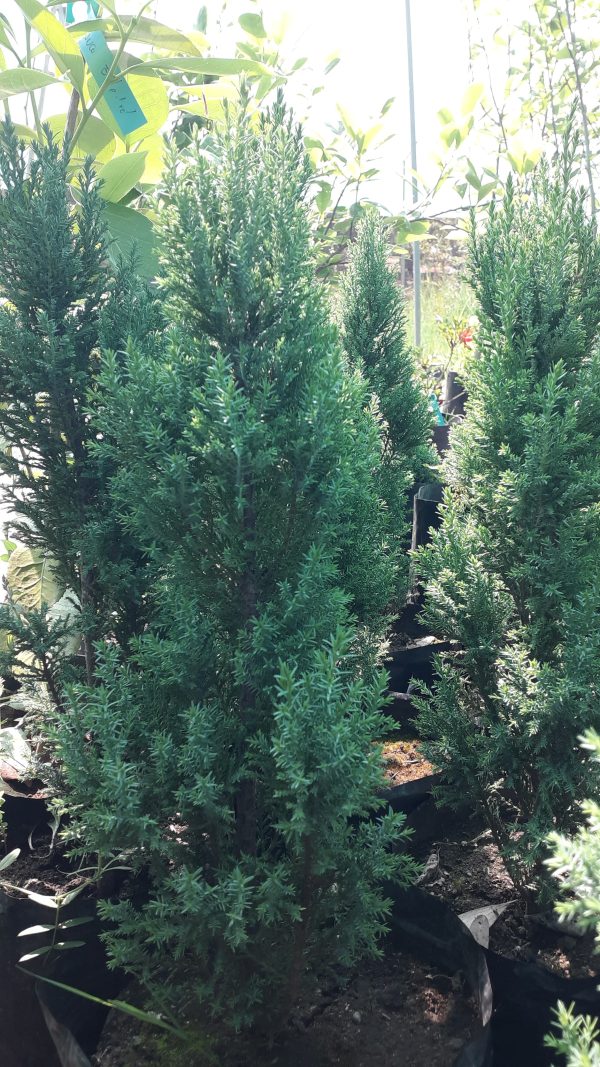Pino Azul (Picea pungens)