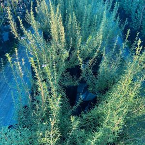Romero (Salvia rosmarinus)